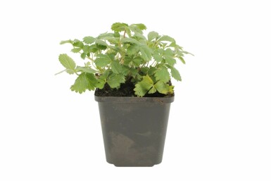 Nepalese cinquefoil Potentilla nepalensis 'Miss Willmott' 5-10 pot P9 Potentilla nepalensis 'Miss Willmott'