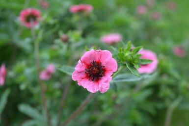 Nepalese cinquefoil Potentilla nepalensis 'Miss Willmott' 5-10 pot P9