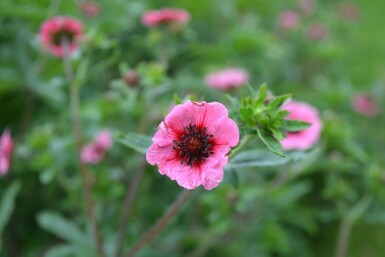 Nepalese cinquefoil Potentilla nepalensis 'Miss Willmott' 5-10 pot P9 Potentilla nepalensis 'Miss Willmott'