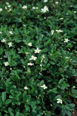 Three-tooth cinquefoil Potentilla tridentata 'Nuuk' 5-10 pot P9