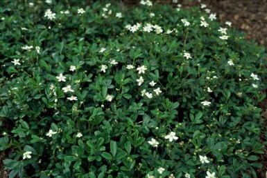 Three-tooth cinquefoil Potentilla tridentata 'Nuuk' 5-10 pot P9