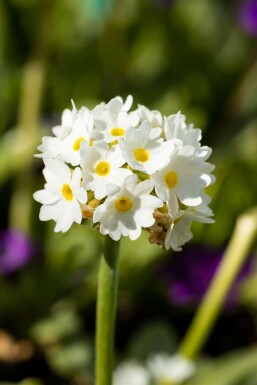 White-flowered drumstick primula Primula denticulata 'Alba' 5-10 pot P9