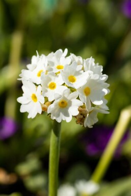 White-flowered drumstick primula Primula denticulata 'Alba' 5-10 pot P9 Primula denticulata 'Alba'