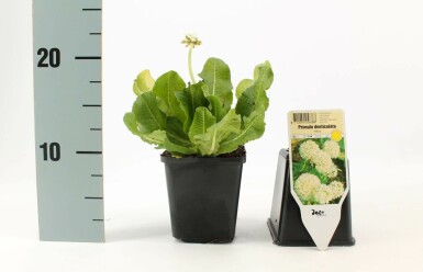 White-flowered drumstick primula Primula denticulata 'Alba' 5-10 pot P9 Primula denticulata 'Alba'