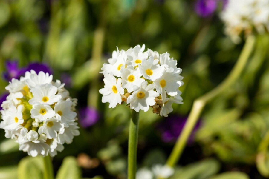 White-flowered drumstick primula Primula denticulata 'Alba' 5-10 pot P9 Primula denticulata 'Alba'