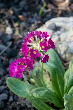 Drumstick primula Primula denticulata 'Rubin' 5-10 pot P9