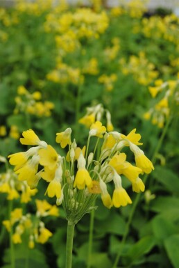 Tibetan cowslip Primula florindae 5-10 pot P9