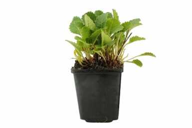 Tibetan cowslip Primula florindae 5-10 pot P9 Primula florindae