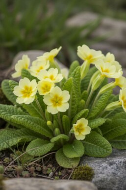 Primrose Primula vulgaris 5-10 pot P9 Primula vulgaris