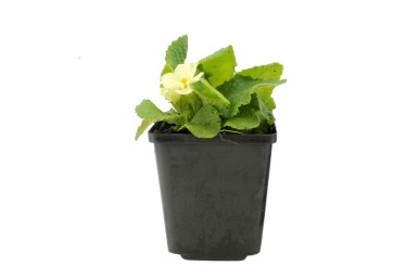 Primrose Primula vulgaris 5-10 pot P9 Primula vulgaris