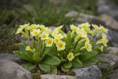 Primrose Primula vulgaris 5-10 pot P9 Primula vulgaris