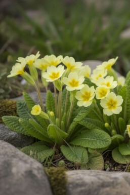 Primrose Primula vulgaris 5-10 pot P9 Primula vulgaris