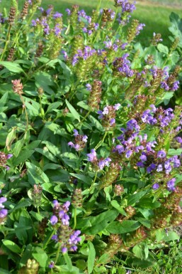 Large selfheal Prunella grandiflora 5-10 pot P9