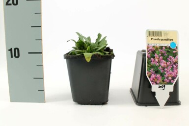 Large selfheal Prunella grandiflora 5-10 pot P9