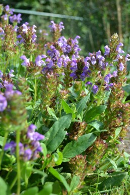 Large selfheal Prunella grandiflora 5-10 pot P9