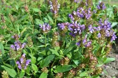 Large selfheal Prunella grandiflora 5-10 pot P9