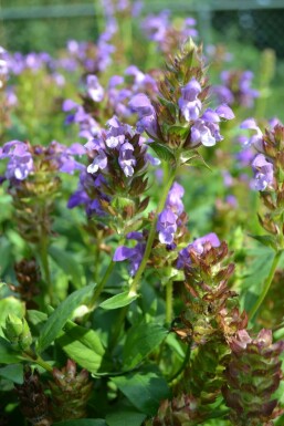 Large selfheal Prunella grandiflora 5-10 pot P9