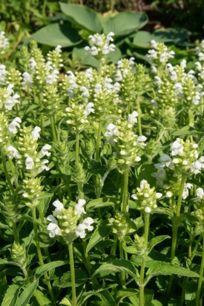 Large selfheal Prunella grandiflora 'Alba' 5-10 pot P9 Prunella grandiflora 'Alba'