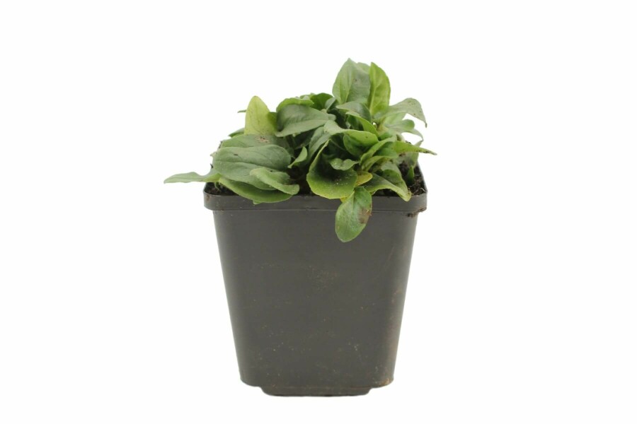 Large selfheal Prunella grandiflora 'Alba' 5-10 pot P9 Prunella grandiflora 'Alba'