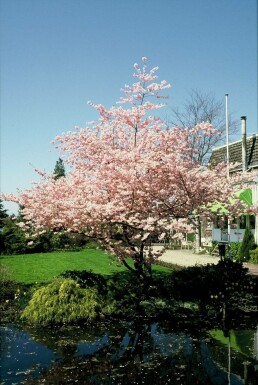 Cherry Prunus 'Accolade' shrub 100-125 pot C12