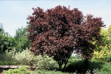 Black cherry plum Prunus cerasifera 'Nigra' shrub 40-50 pot C3