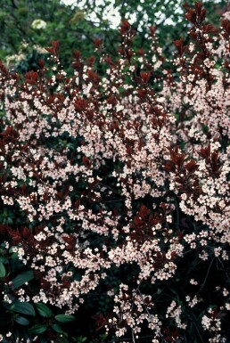 Purple-leaf sand cherry Prunus × cistena shrub 30-40 pot C2,5