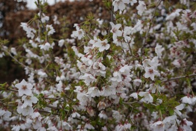 Cherry Prunus incisa 'Kojou No Mai' shrub 30-40 pot C2