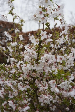 Cherry Prunus incisa 'Kojou No Mai' shrub 30-40 pot C2