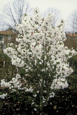 Kurile cherry Prunus nipponica 'Brillant' shrub 30-40 pot C3