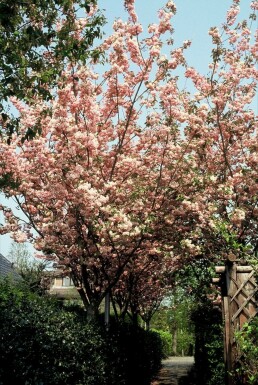 Cherry Prunus serrulata 'Kanzan' shrub 100-125 pot C12