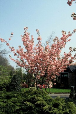 Cherry Prunus serrulata 'Kanzan' shrub 100-125 pot C12