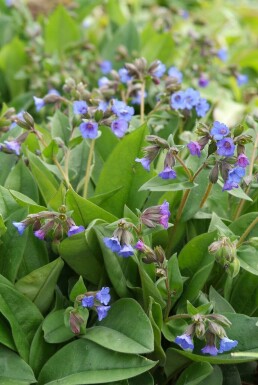 Narrow-leaved lungwort Pulmonaria angustifolia 'Blue Ensign' 5-10 pot P9