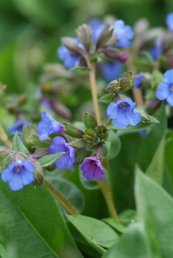 Narrow-leaved lungwort Pulmonaria angustifolia 'Blue Ensign' 5-10 pot P9 Pulmonaria angustifolia 'Blue Ensign'