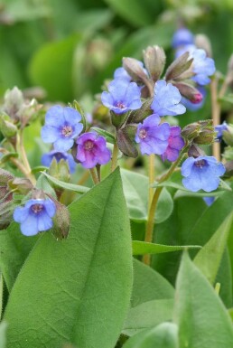 Narrow-leaved lungwort Pulmonaria angustifolia 'Blue Ensign' 5-10 pot P9