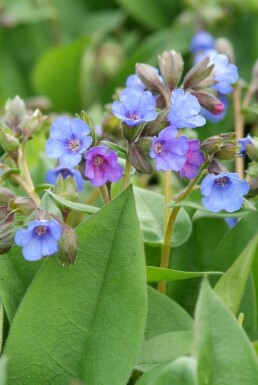 Narrow-leaved lungwort Pulmonaria angustifolia 'Blue Ensign' 5-10 pot P9 Pulmonaria angustifolia 'Blue Ensign'