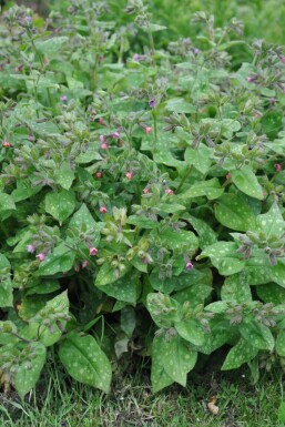 Bethlehem lungwort Pulmonaria saccharata 'Mrs. Moon' 5-10 pot P9