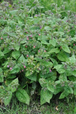 Bethlehem lungwort Pulmonaria saccharata 'Mrs. Moon' 5-10 pot P9 Pulmonaria saccharata 'Mrs. Moon'