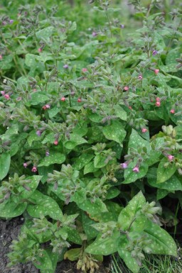 Bethlehem lungwort Pulmonaria saccharata 'Mrs. Moon' 5-10 pot P9 Pulmonaria saccharata 'Mrs. Moon'