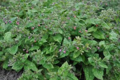 Bethlehem lungwort Pulmonaria saccharata 'Mrs. Moon' 5-10 pot P9 Pulmonaria saccharata 'Mrs. Moon'