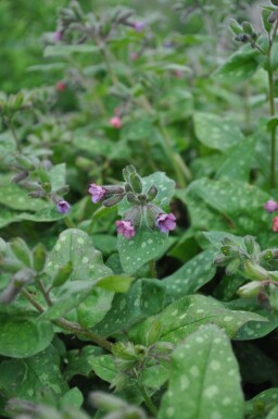 Bethlehem lungwort Pulmonaria saccharata 'Mrs. Moon' 5-10 pot P9 Pulmonaria saccharata 'Mrs. Moon'