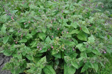 Bethlehem lungwort Pulmonaria saccharata 'Mrs. Moon' 5-10 pot P9