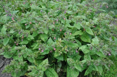 Bethlehem lungwort Pulmonaria saccharata 'Mrs. Moon' 5-10 pot P9 Pulmonaria saccharata 'Mrs. Moon'