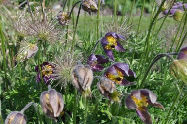 Pasqueflower Pulsatilla vulgaris 5-10 pot P9 Pulsatilla vulgaris