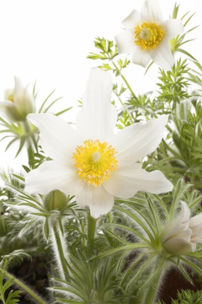 White pasqueflower Pulsatilla vulgaris 'Alba' 5-10 pot P9 Pulsatilla vulgaris 'Alba'