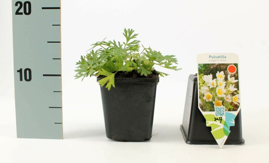 White pasqueflower Pulsatilla vulgaris 'Alba' 5-10 pot P9 Pulsatilla vulgaris 'Alba'