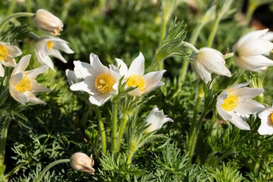 White pasqueflower Pulsatilla vulgaris 'Alba' 5-10 pot P9 Pulsatilla vulgaris 'Alba'