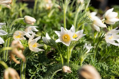 White pasqueflower Pulsatilla vulgaris 'Alba' 5-10 pot P9 Pulsatilla vulgaris 'Alba'