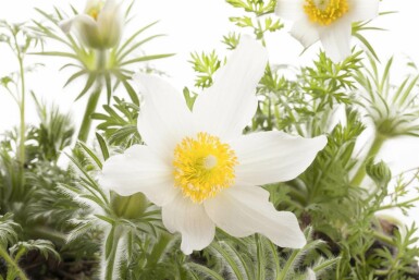 White pasqueflower Pulsatilla vulgaris 'Alba' 5-10 pot P9 Pulsatilla vulgaris 'Alba'