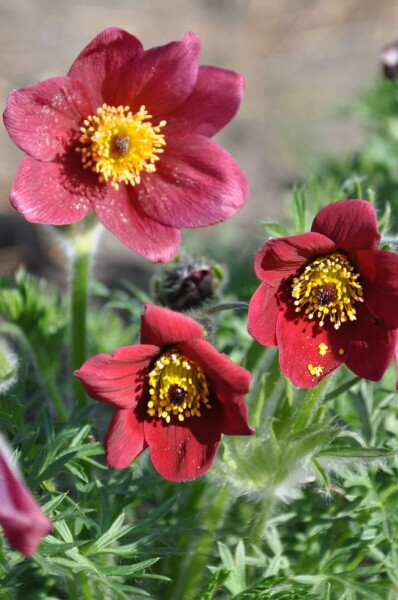 Red pasqueflower Pulsatilla vulgaris 'Rubra' 5-10 pot P9 Pulsatilla vulgaris 'Rubra'