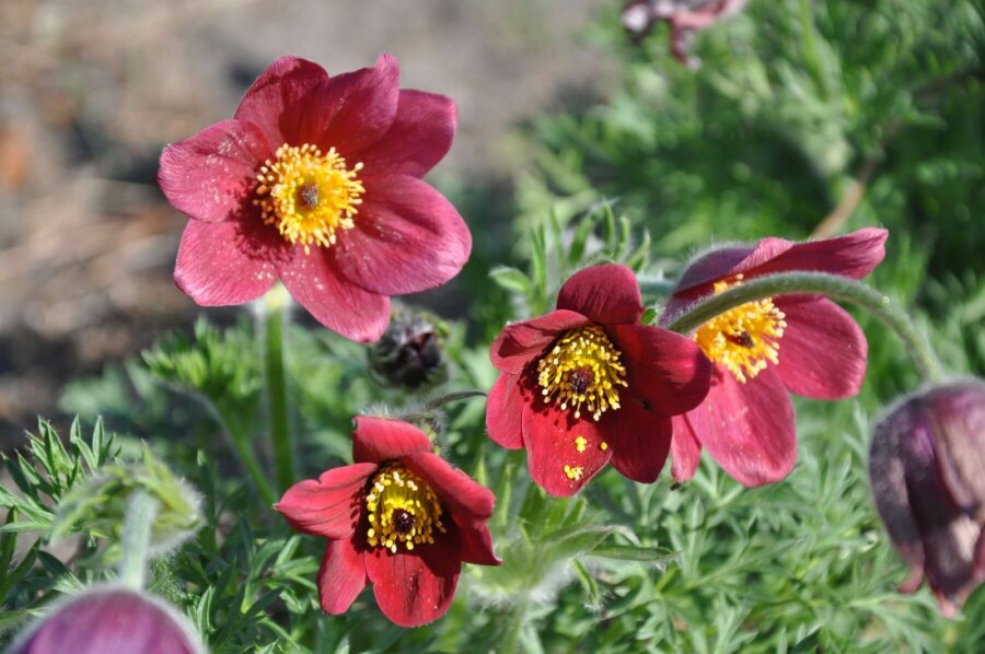 Red pasqueflower Pulsatilla vulgaris 'Rubra' 5-10 pot P9 Pulsatilla vulgaris 'Rubra'